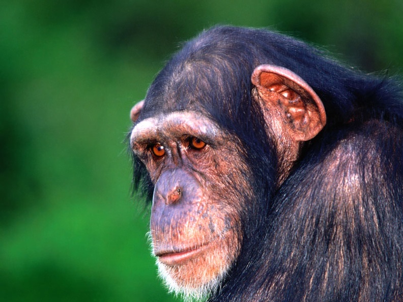 In the Eye of the Beholder, Chimpanzee